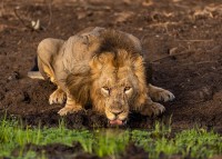 Nhiếp ảnh gia đã đợi 8 tiếng đồng hồ để có được bức ảnh sư tử 'trong mơ'