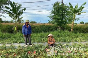 Bắt 5 người chặt phá vườn dưa ở Diễn Châu