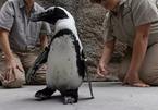 Giày được thiết kế dành riêng cho chim cánh cụt để giảm đau chân
